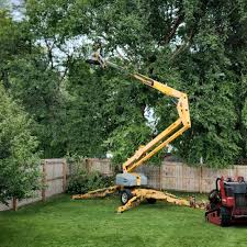 How Our Tree Care Process Works  in  Taylorsville, NC