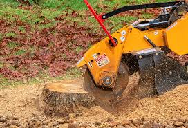 Best Tree Preservation Services  in Taylorsville, NC